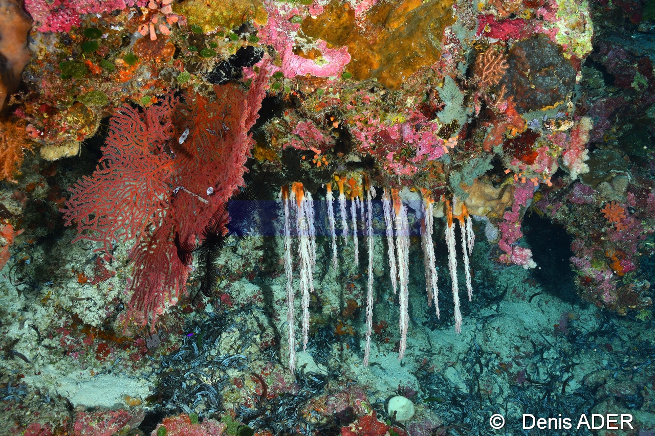 Stereonephthya imbricans Nephtheide guirlande Ambiance-Binongky Tanjung bante-9m-20180527-Denis-ADER-DSC_1087_tn.jpg